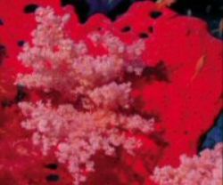 gargonia (soft corals ) by Samer Aly 